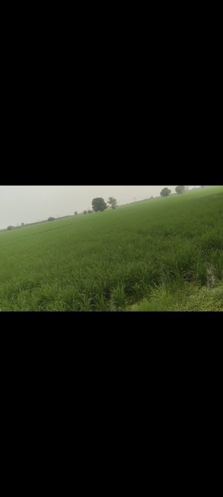 Agriculture land,farmhouse for sale in Bajna Mathura