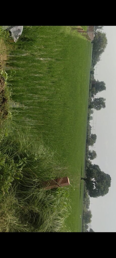 3 Bigha Pakki Agriculture Land for Sale Near MVDA-Approved Colony in Chaumuhan,Mathura