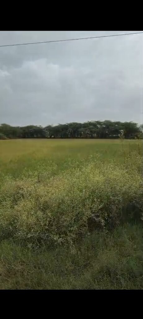 45 Bigha Agricultural Land for Sale in Mant, Mathura | Large Agriculture Land Investment Opportunity